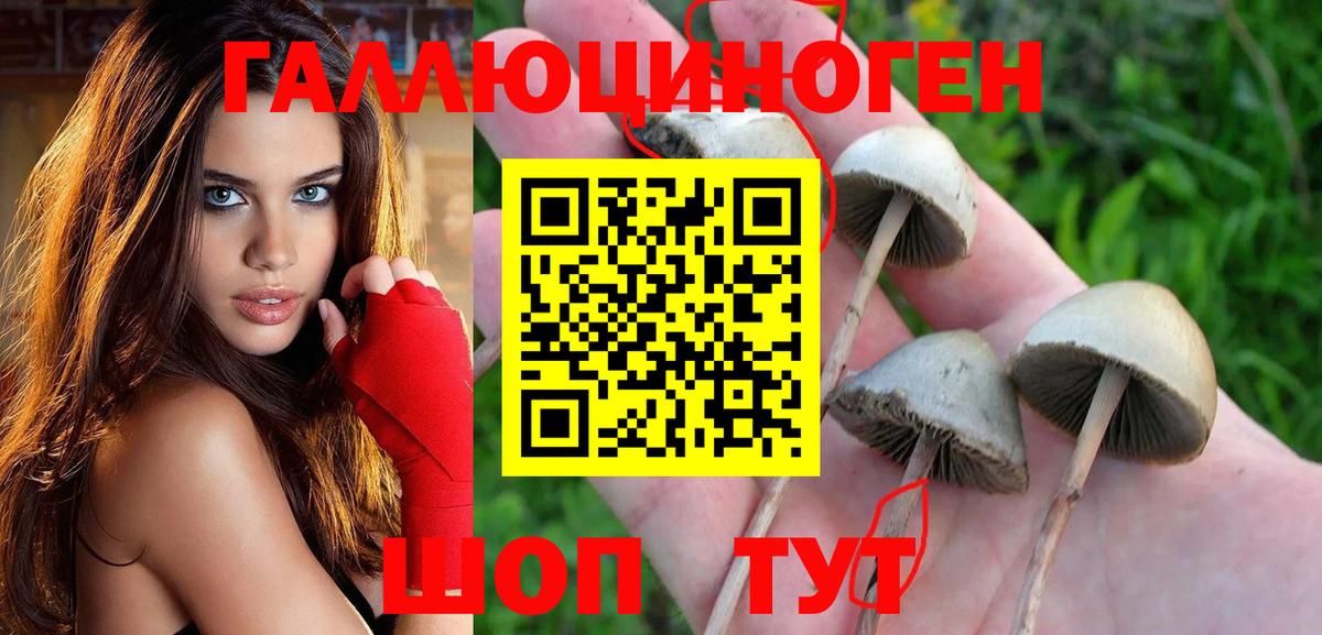 Псилоцибиновые грибы мицелий  Вход с VPN  Красный Сулин  Псилоцибиновые грибы Psilocybine cubensis 